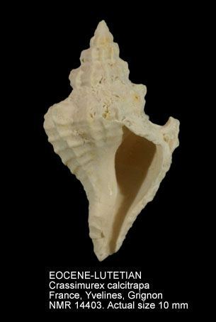 EOCENE-LUTETIAN Crassimurex calcitrapa.jpg - EOCENE-LUTETIANCrassimurex calcitrapa(Lamarck,1803)